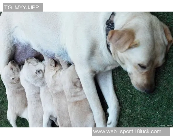 张伯霖分享摇篮舞庆祝喜讯家中爱犬迎来两只可爱小狗出生 张伯霖分享摇篮舞庆祝喜讯家中爱犬迎来两只可爱小狗出生